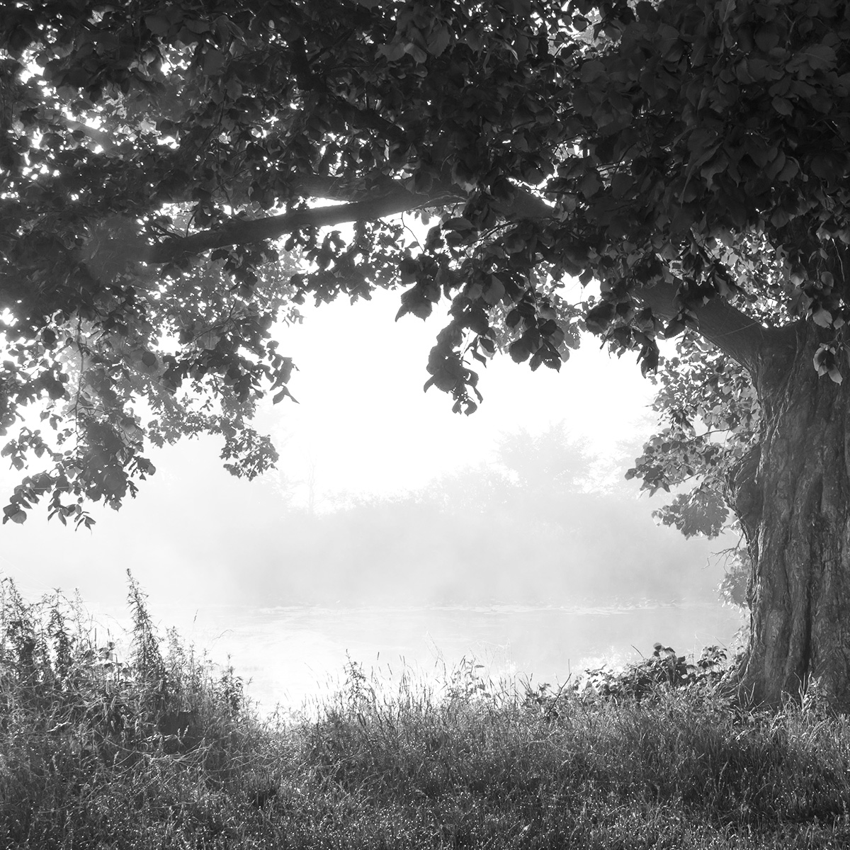 The Pecan Tree